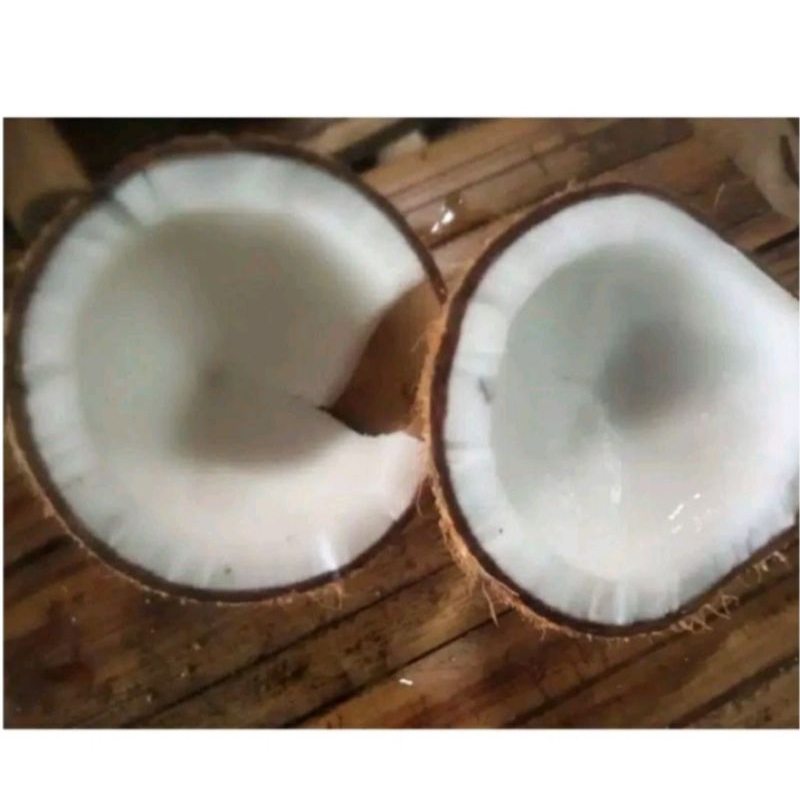 

MURAH KELAPA TUA 1 BUAH KELAPA