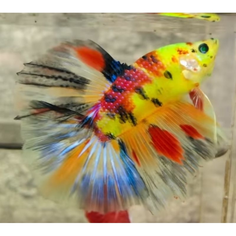 ikan cupang halfmoon glow neon multicolor