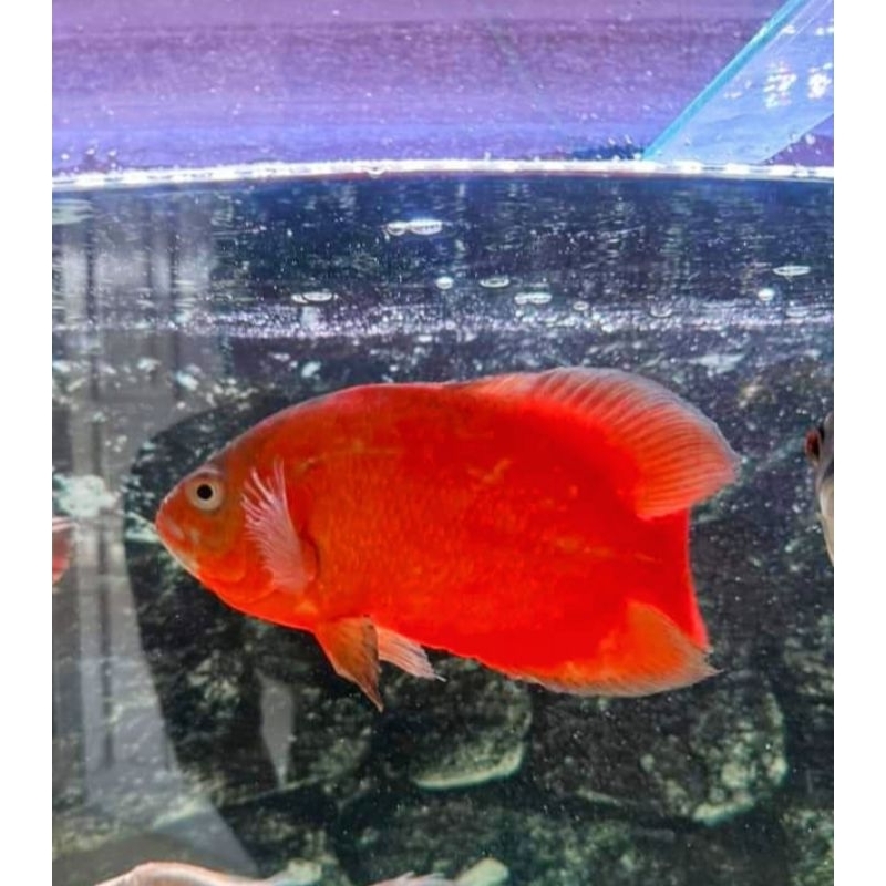 Oscar paris tembaga merah