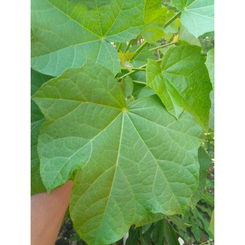 j100gr) daun jarak pagar segar