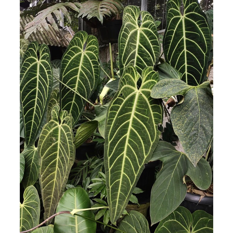 anthurium lidah gajah baby Kualitas A Besst seller - anthurium warocqueanum baby