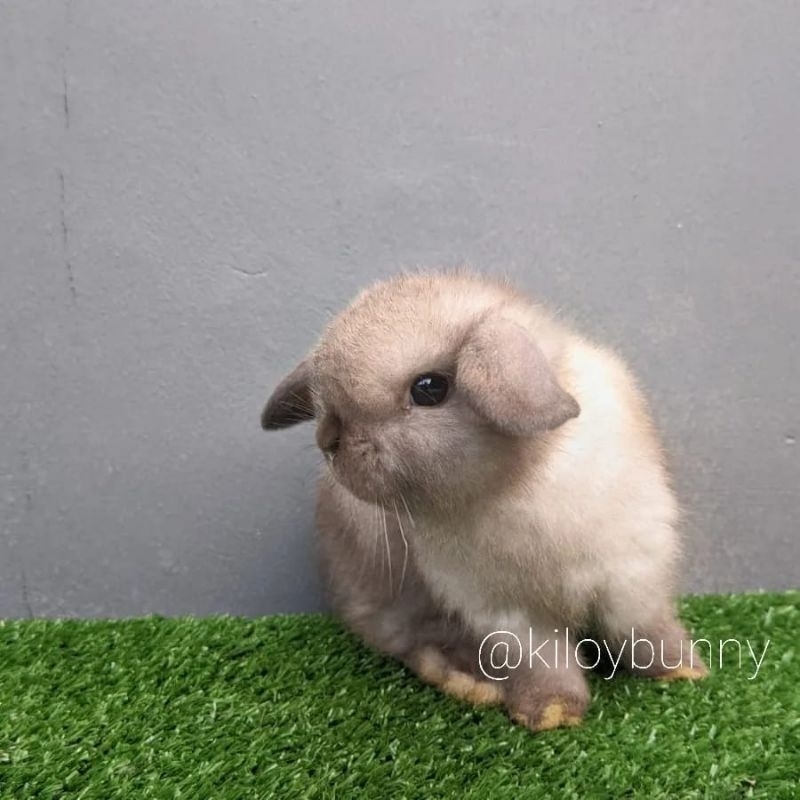 Kelinci Holland Lop Sable
