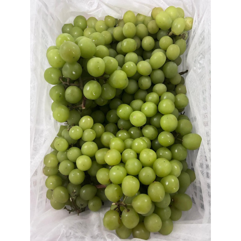

Buah Anggur Muscat Curah