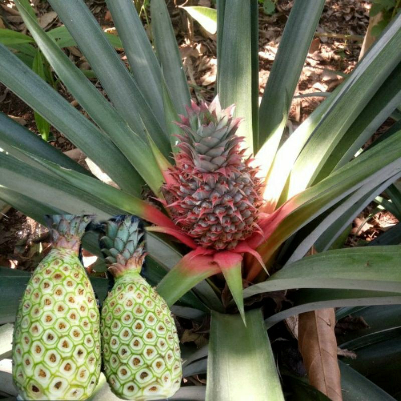 

Buah Nanas