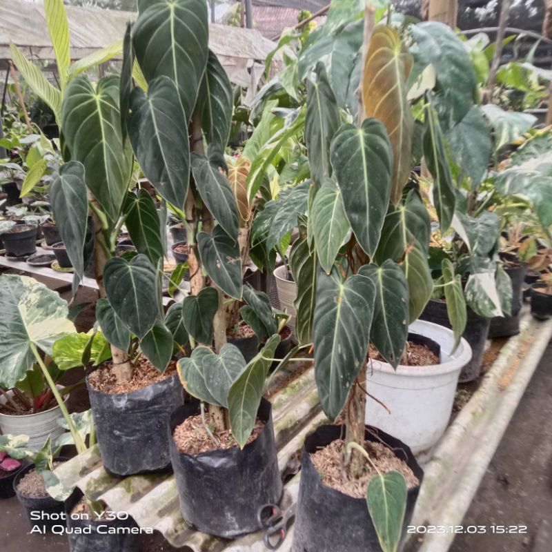 melano besar jenis narrow