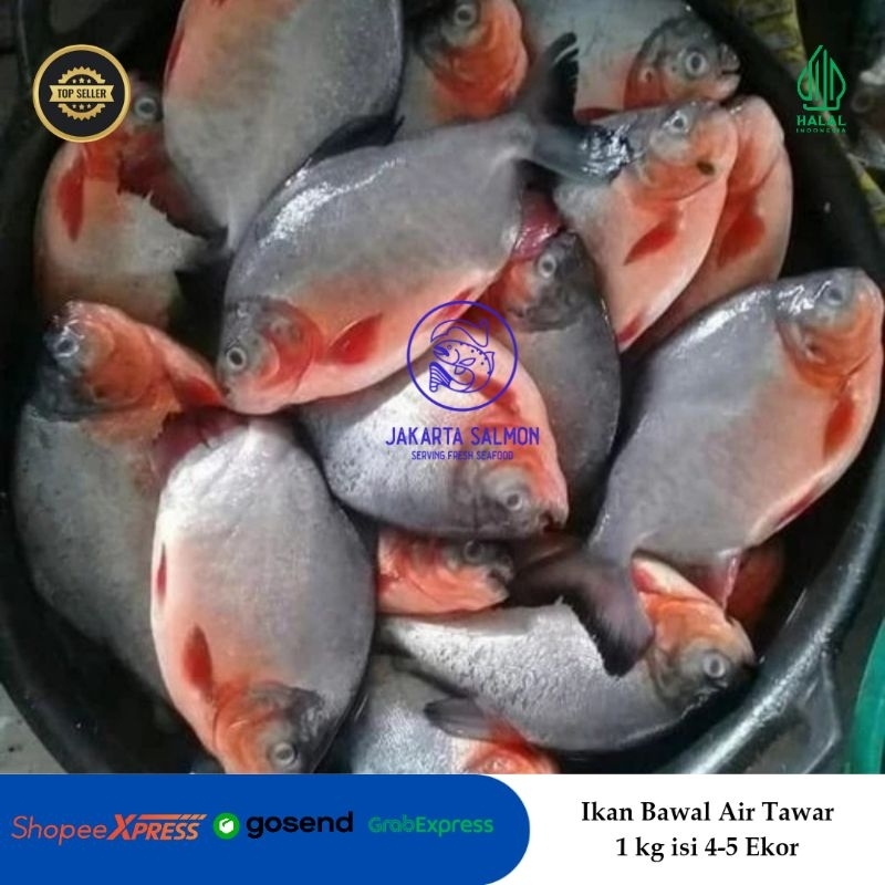 

Ikan Bawal/ Ikan Bawal Air Tawar/ Ikan Bawal Segar/ Kemasan 1 kg