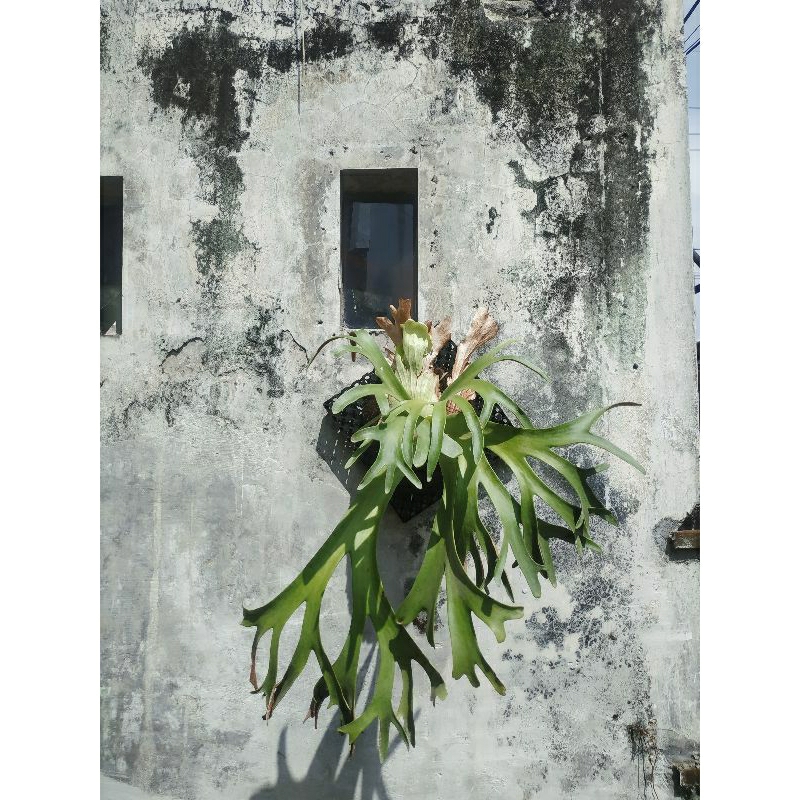 platycerium tanduk rusa wilinckii