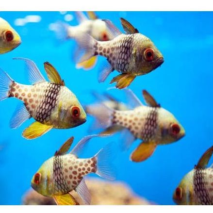 Capungan Mata Merah / Pyjama Cardinalfish / Ikan Hias Air Laut / Tankmate Nemo