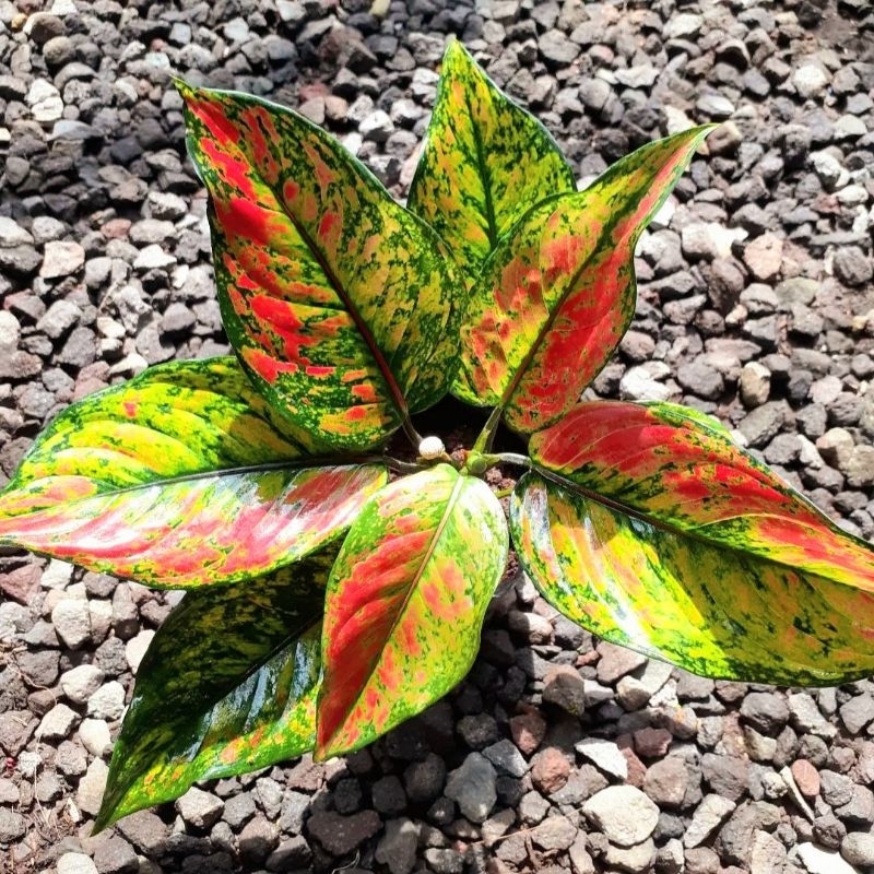 Aglonema Heng heng Tanaman Hias Bunga Aglaonema Murah Merah BUKAN bonggol bibit - tanaman hias hidup