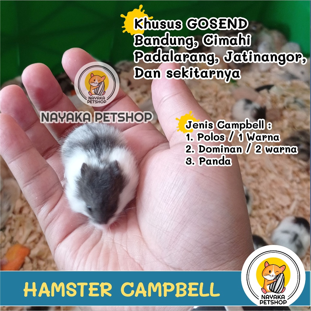 Hamster Campbell Polos Panda Cambell Dominan Camble Anakan Hewan Campbel