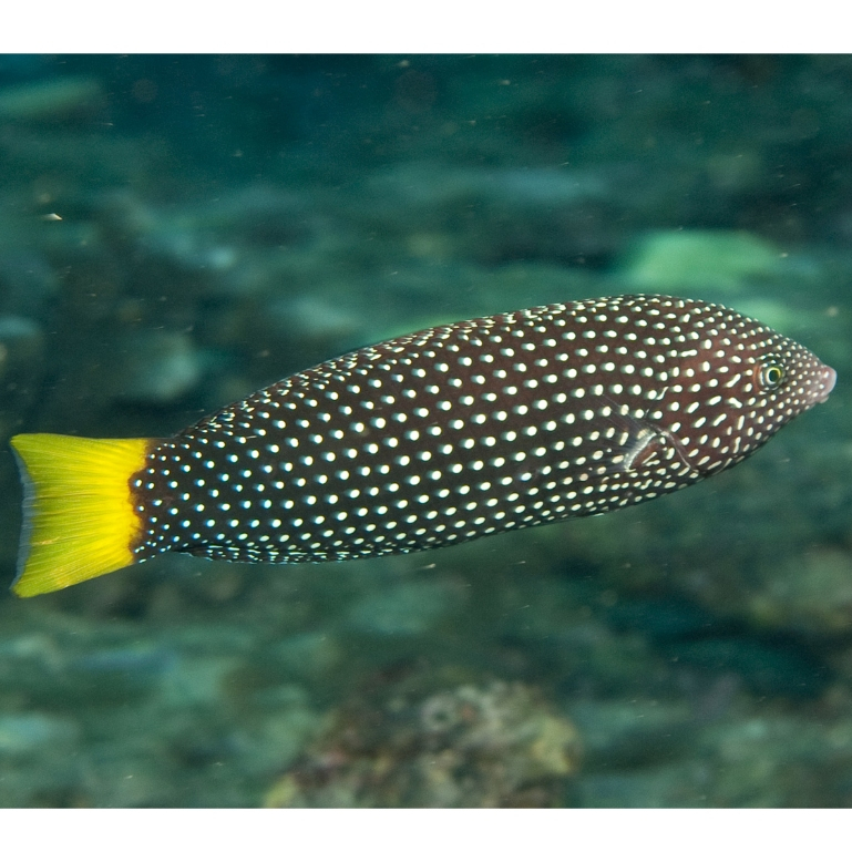 Keling Totol Asli / Tamarin Wrasse / Ikan Hias Air Laut / Tankmate Nemo