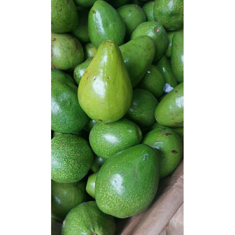 

Alpukat mentega 1kg