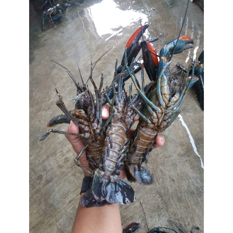 Lobster Air Tawar Jumbo