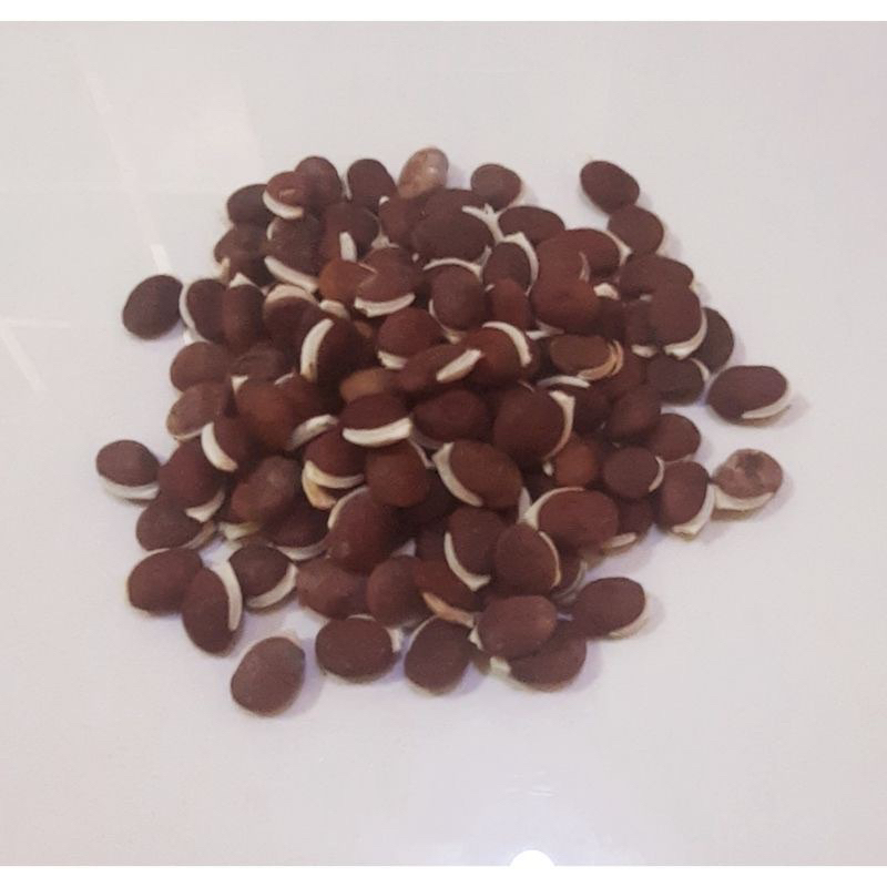 60Biji Benih kacang koro sayur