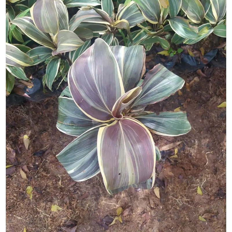 tanaman hias sri rejeki ice cream - tanaman hias andong varigata - andong variegata