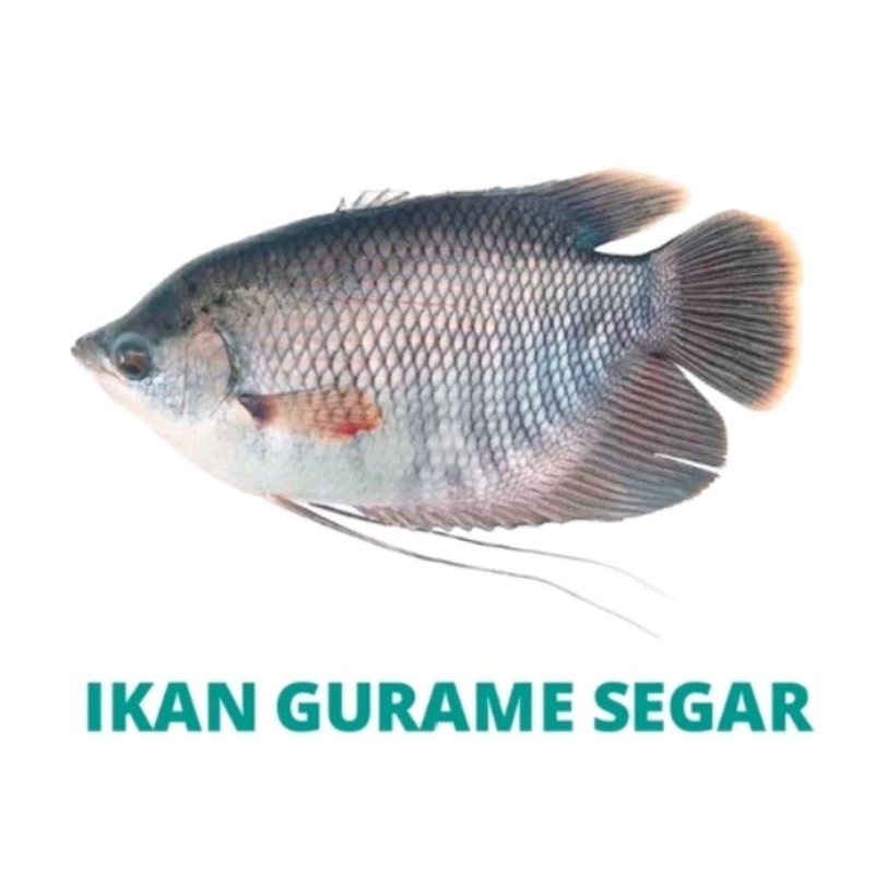 

IKAN GURAME SEGAR