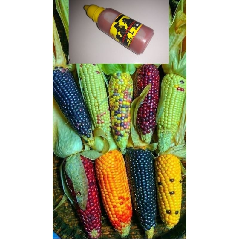 essen jagung rebus manis arum