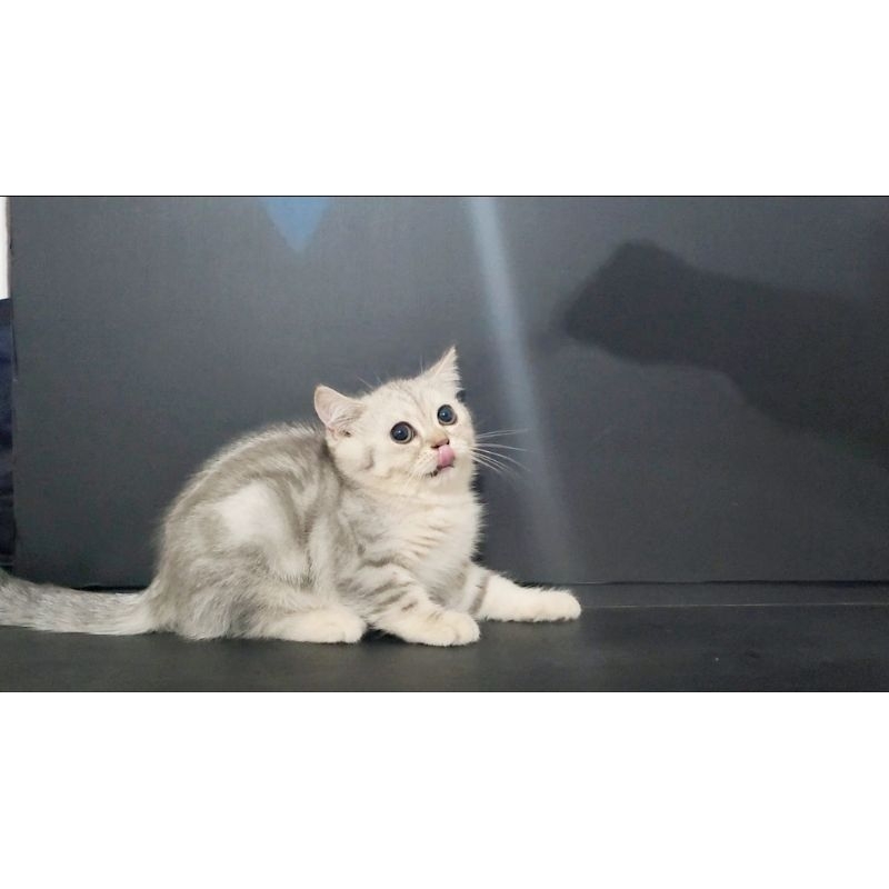 KUCING KITTEN BSH SILVER || BRITISH SHORTHAIR SILVER
