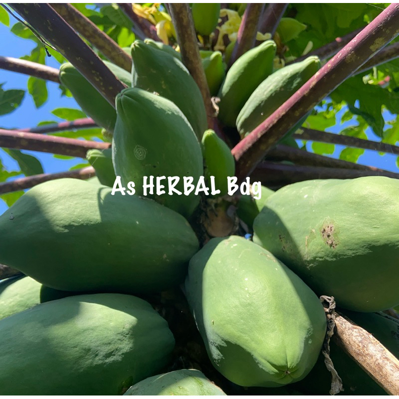 

Buah pepaya ungu pepaya wulung muda segar 500 gram