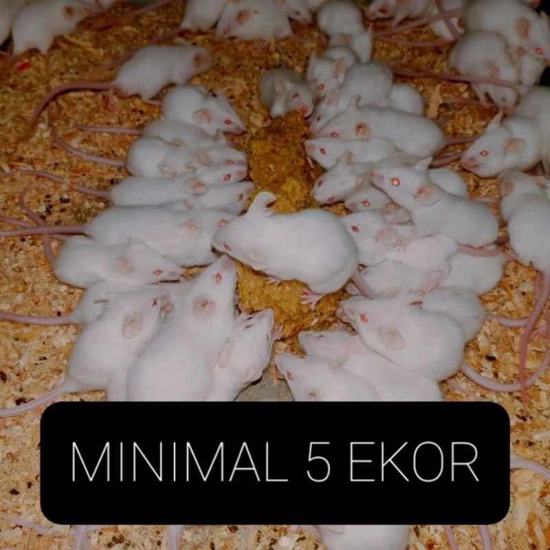 tikus putih mencit uk jumper-medium pakan reptile,minimal  beli 5 ekor