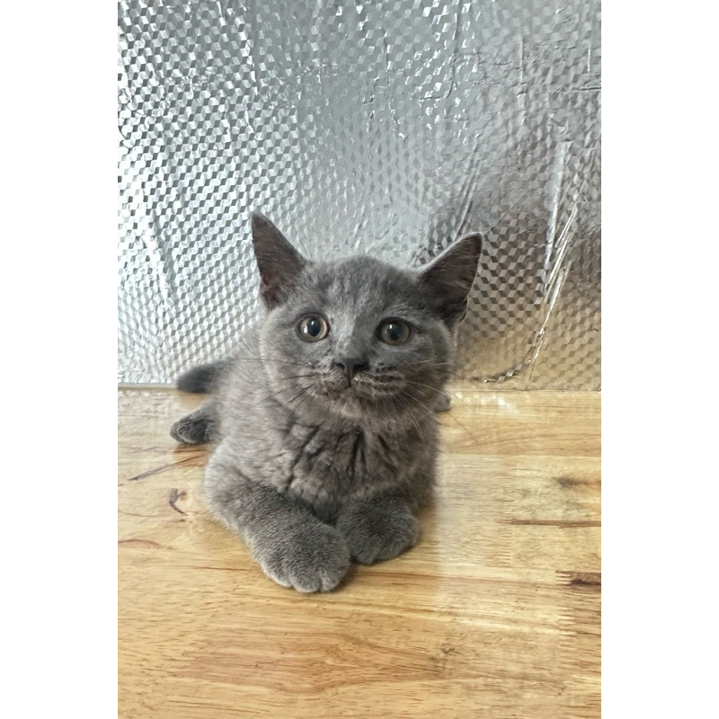 kucing British ShortHair