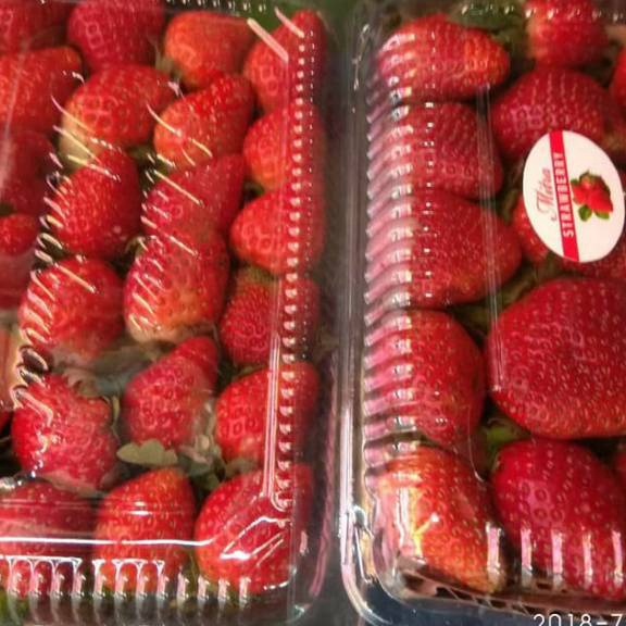 

Big Sale Buah strawberry organik bandung ☌➜✥