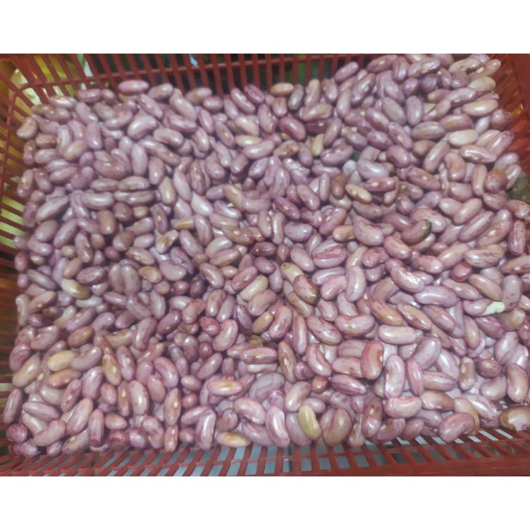 

Best Terlaris kacang joglo/merah segar 250 gram Kirim Langsung