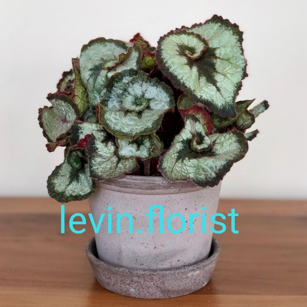 Begonia escargot / bibit tanaman hias bunga Begonia keong