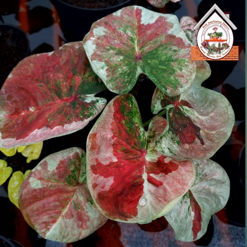 Anakan  Keladi / Caladium "PORKEAW" koleksian - keladi hias hybrid / Keladi  Thailand import