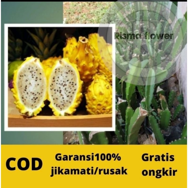 Batang pohon buah naga kuning / stek batang buah naga kuning