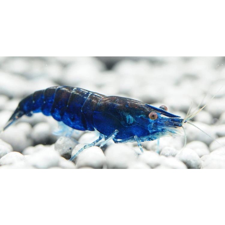 Udang Hias Blue Diamon Aquascape Pemakan Alga