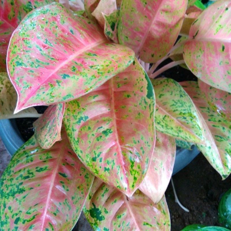 Tanaman Hias Aglonema Big Roy / Aglaonema Big Roy / Lulaiwan / Big Roy / Aglaonema Lokal / Aglaonema