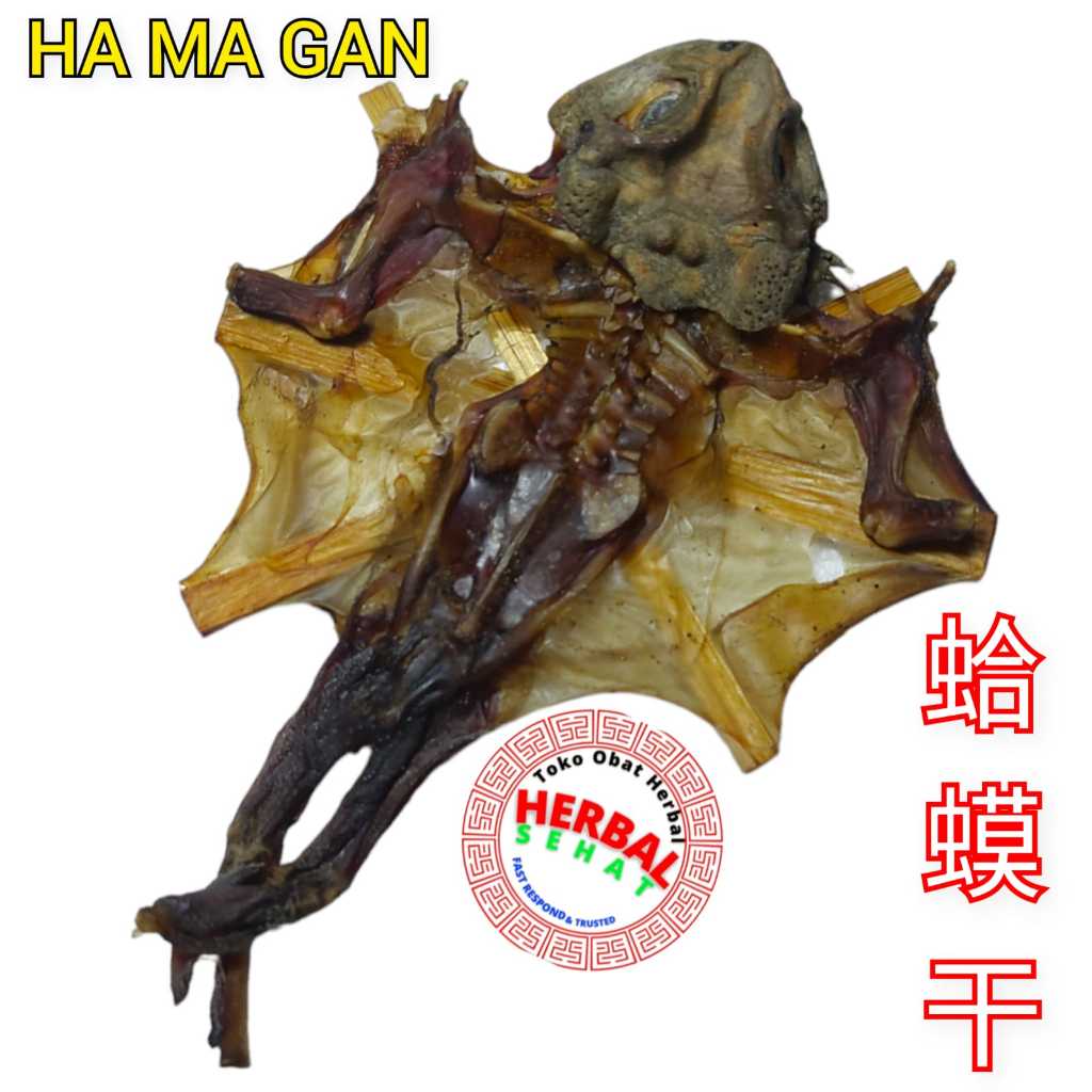 

Ha Ma Gan 1 Ekor Kering He Ma Gan Hamagan Ha Ma Kan 蛤蟆干