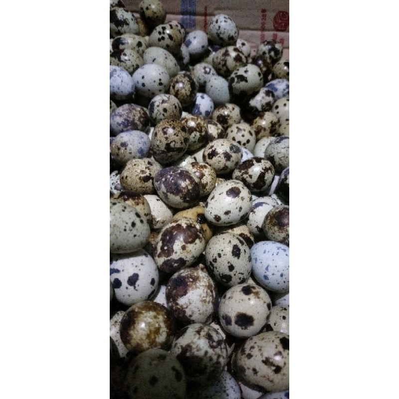 telor puyuh fresh 1kg langsung dari kandang