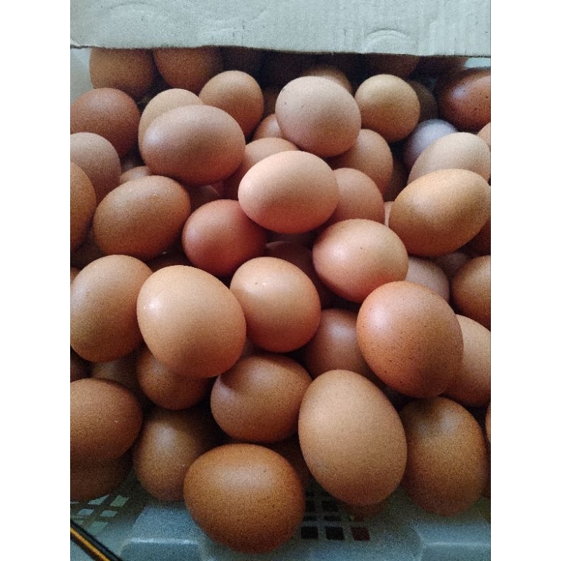 

Telur Ayam Negeri Fresh 1iket 15kg