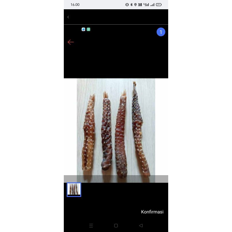 TANGKUR BUAYA ASLI KALIMANTAN 100%