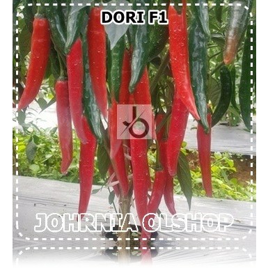 Johrnia 10 Benih Biji Cabe Besar DORI F1