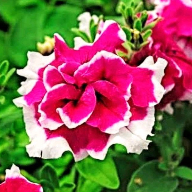 2 Butir Benih/Bibit biji Bunga Petunia double cassade hybrid