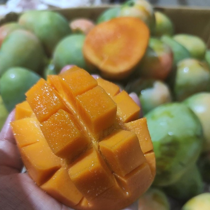 

Terkini Mangga [ Harum Manis / Manalagi / Indramayu ) 1kg