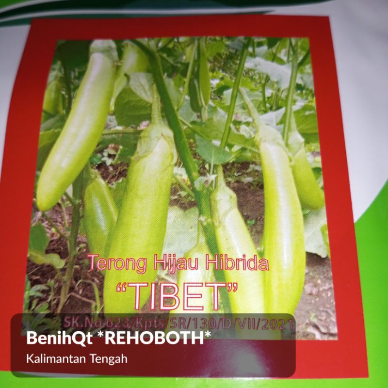

Benih bibit terong hijau tibet 140 biji