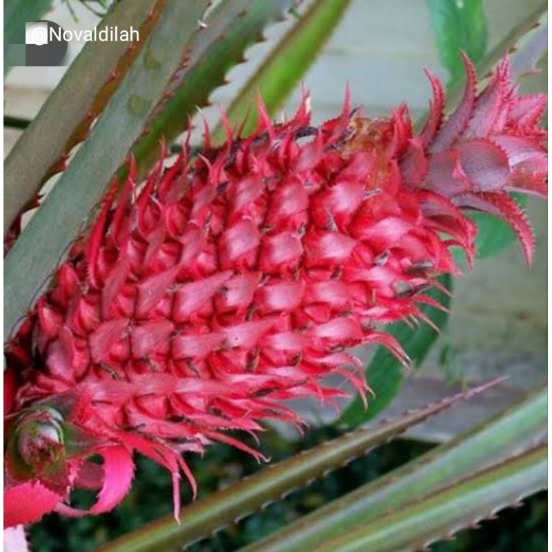 

Nanas merah Herbal alami