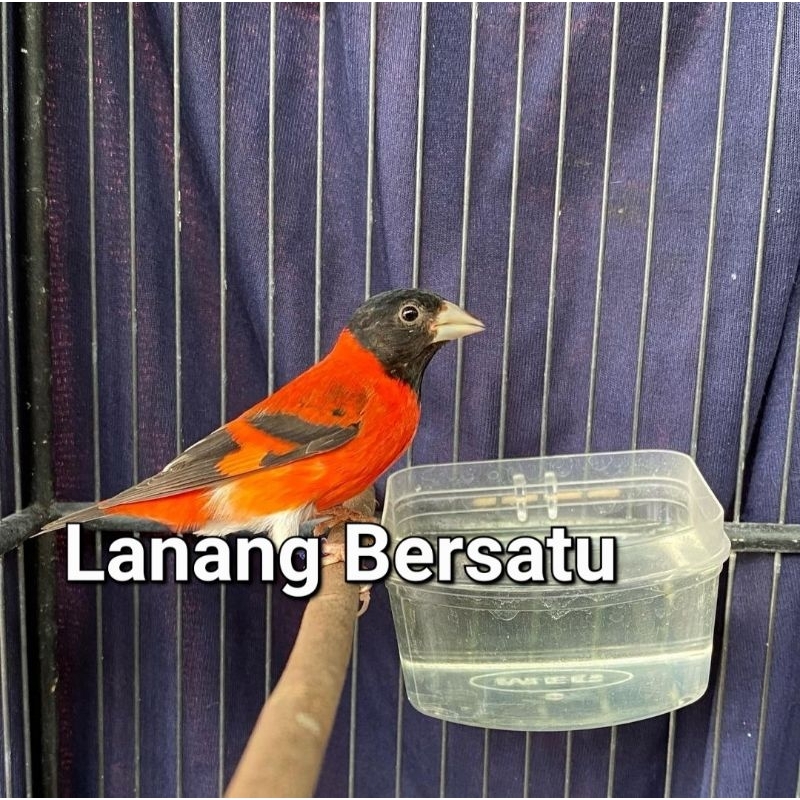 Burung Redsiskin Klasik gacoran
