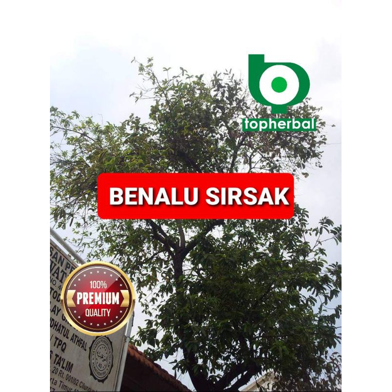 

Benalu Sirsak Kering Hijau 1000 Gram