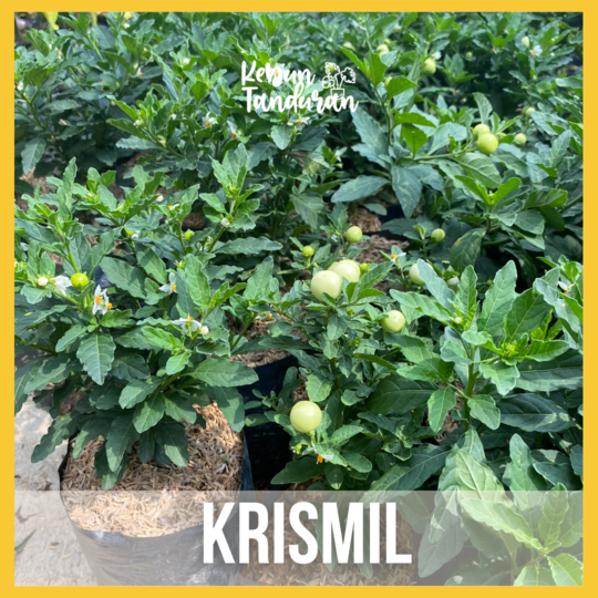 Tanaman Hias Buah Tomat krismil / Tanaman Tomat Hias / Tomat Hias / Tanaman hidup unik