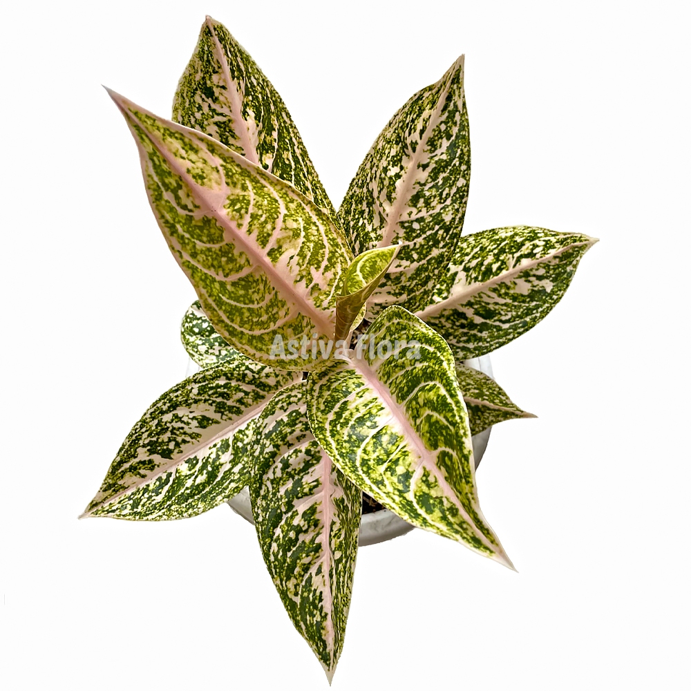 Aglonema Mutiara Alba Aglonema Mutiara Aglaonema Mutiara