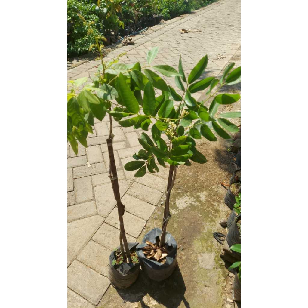 Bibit Kelengkeng okulasi matalada berbunga dikirim full media 1 kg