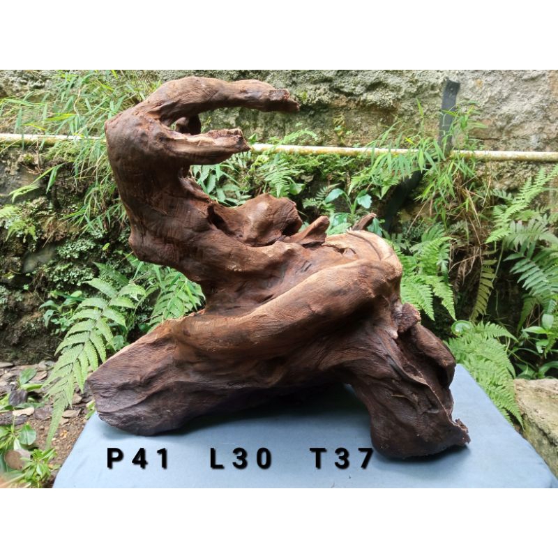 Kayu rentek aquascape Jumbo murah (Full Tenggelam)