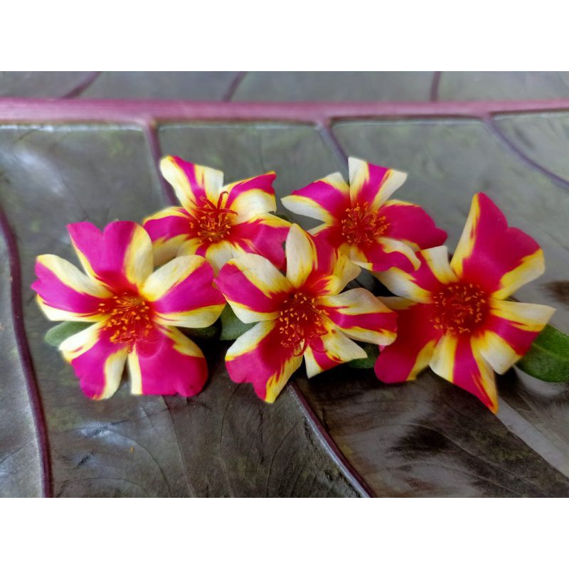 Duna Amarah JZ - Bunga Krokot Jenis Impor