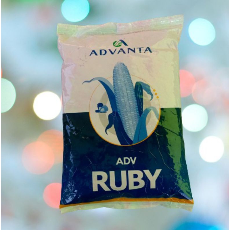 Benih Jagung Hibrida ADV RUBY