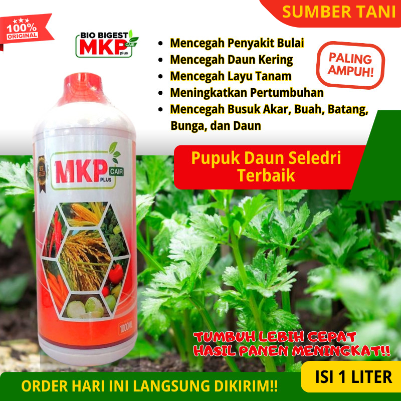 Pupuk Daun Seledri Terbaik Biogest MKP Pupuk NPK Cair MURAH Terbaik